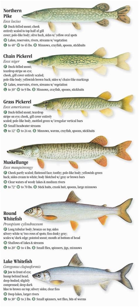 restrictions on certain species of fish in NY